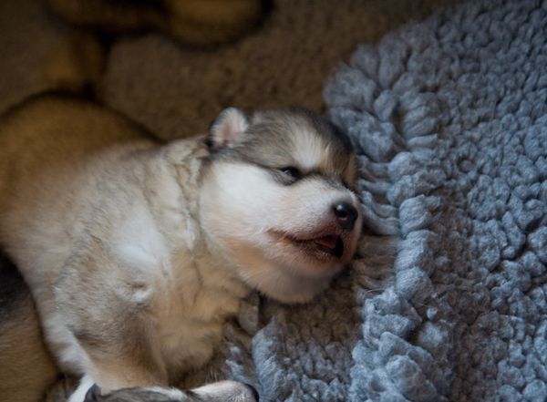 E Wurf 2 Wochen alt 11.jpg